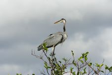 Great Blue Heron Royalty Free Stock Photo Great Blue Heron Royalty Free Stock Photo