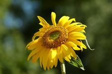 Sunflower Stock Photography Sunflower Stock Photography