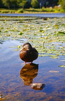 Lone Duck Stock Photography