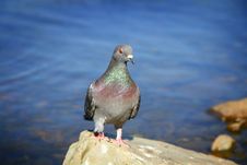 Pigeon Royalty Free Stock Photography Pigeon Royalty Free Stock Photography