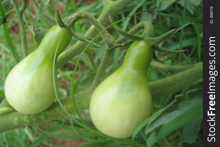 Young Green Plum Tomatoes on the Vine. Young Green Plum Tomatoes on the Vine.