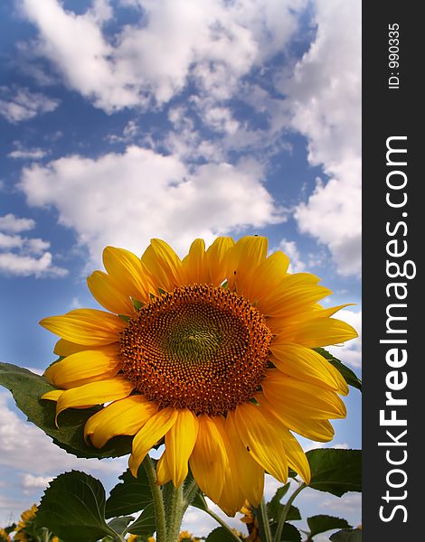 Nice Sunflower