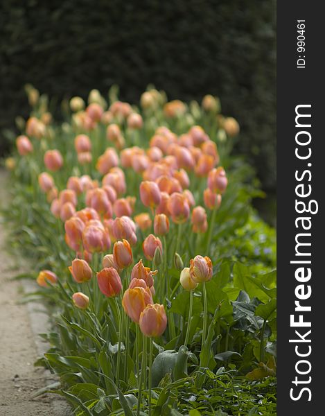 Orange tulips composition