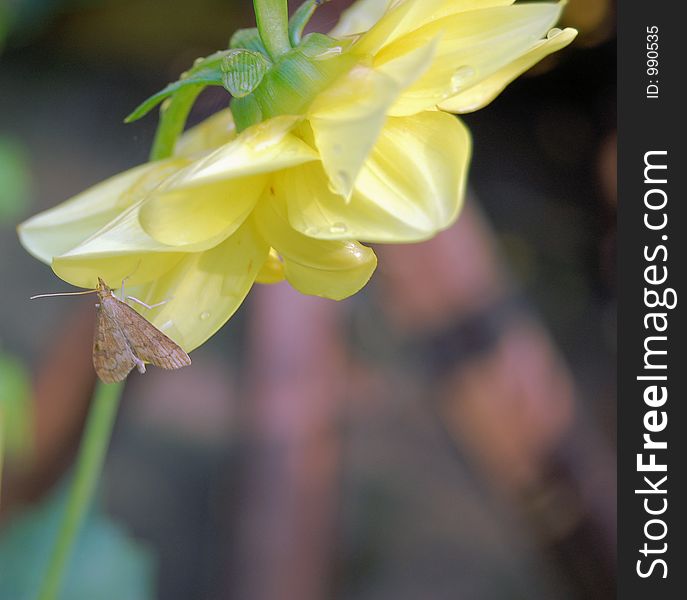 Yellow Dahlia with Moth