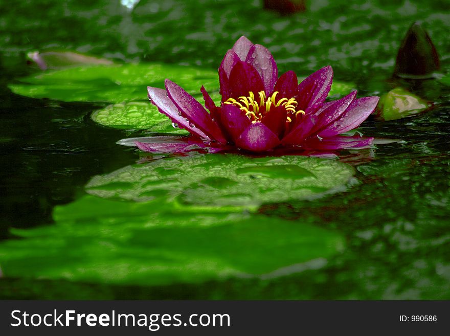 Low perspective shot of a water lily in a pond.
