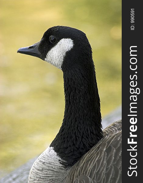 Canadian goose resting at shore. Canadian goose resting at shore.