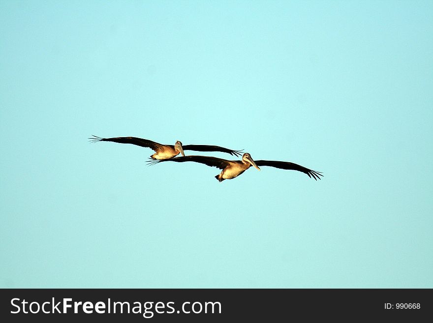 Two brown pelicans flying