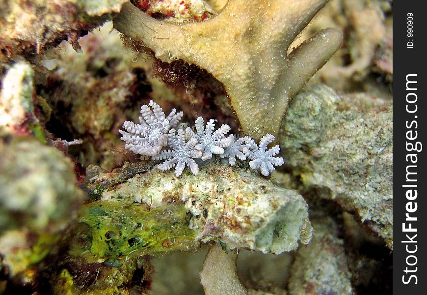 Unique Soft Coral
