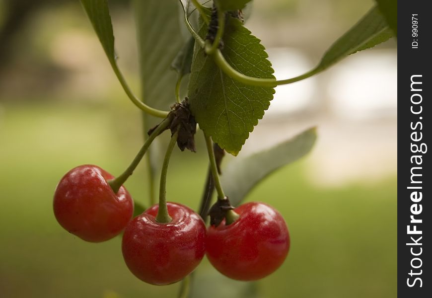 Cherries Hanging From A Tree