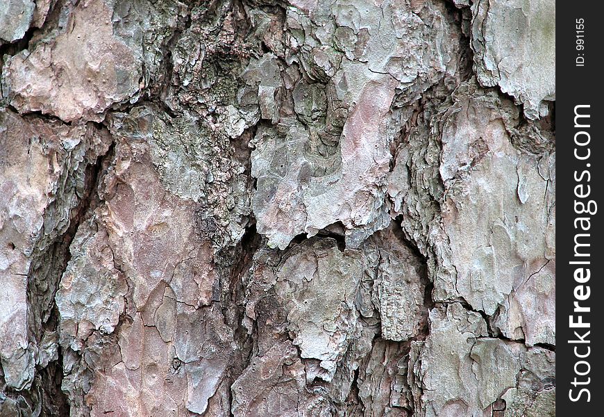 Pine bark. Pine bark