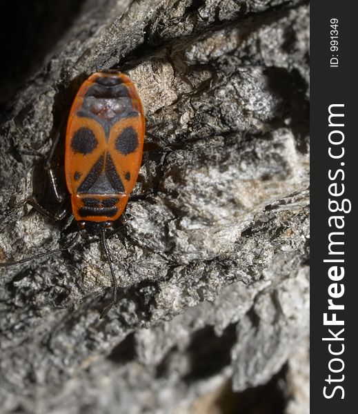 Milkweed Bug crawling on a old tree. Milkweed Bug crawling on a old tree.