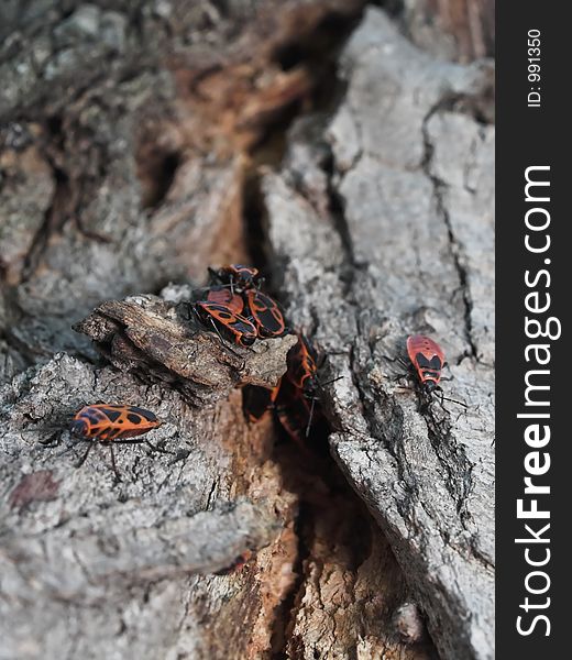 Milkweed Bug Colony On A Tree