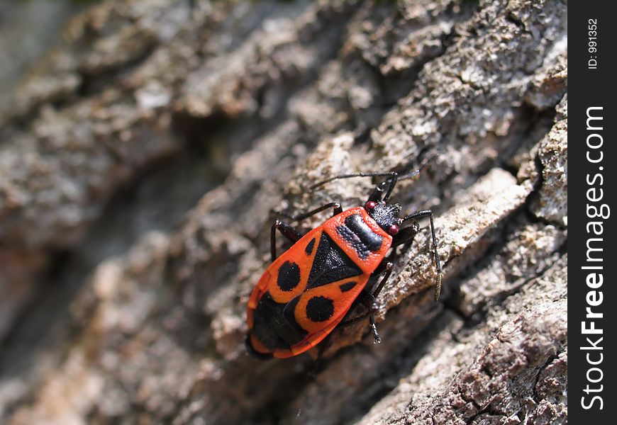 Milkweed Bug crawling on a old tree. Milkweed Bug crawling on a old tree.