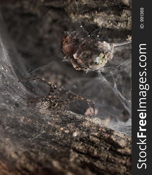 Spider lurking inside of a tree 02