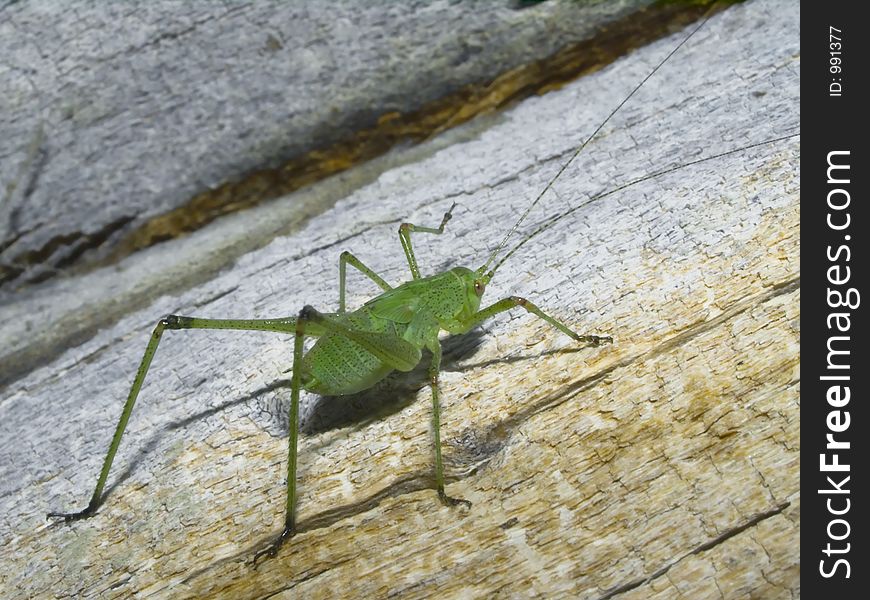 Green Grasshopper On An Old Tree.