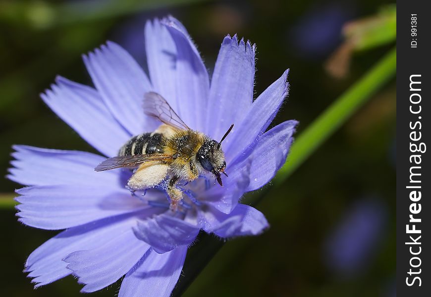 Bee showered by flower juice.
