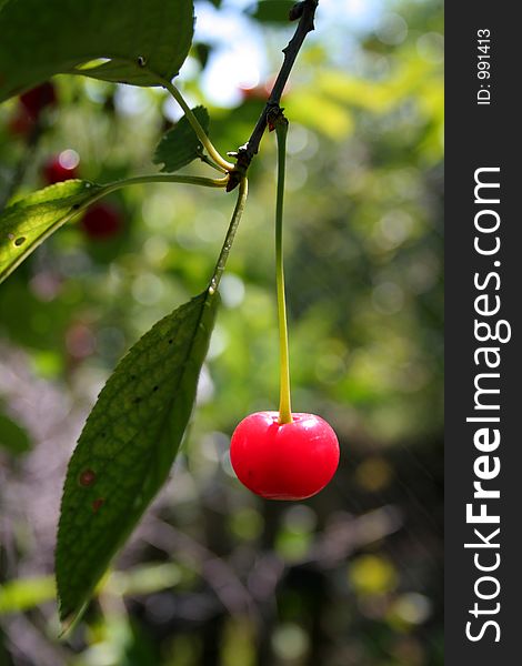 Cherry on tree