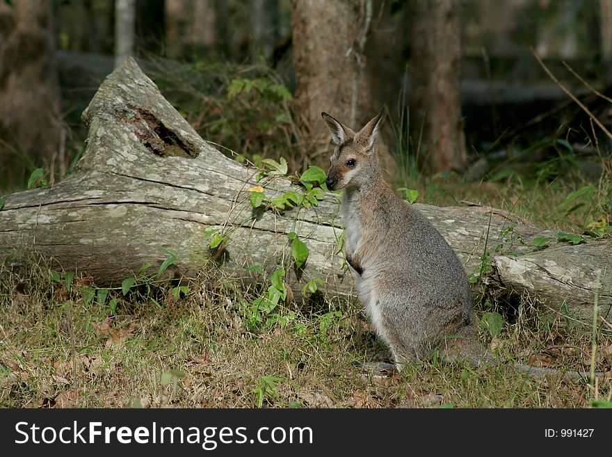 Young wild wallaby. Young wild wallaby