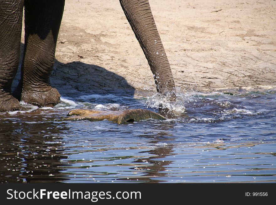 elephant trunk by water hole; zoo berlin; summer 2006. elephant trunk by water hole; zoo berlin; summer 2006