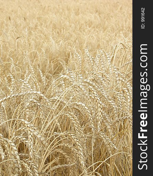 Wheat02