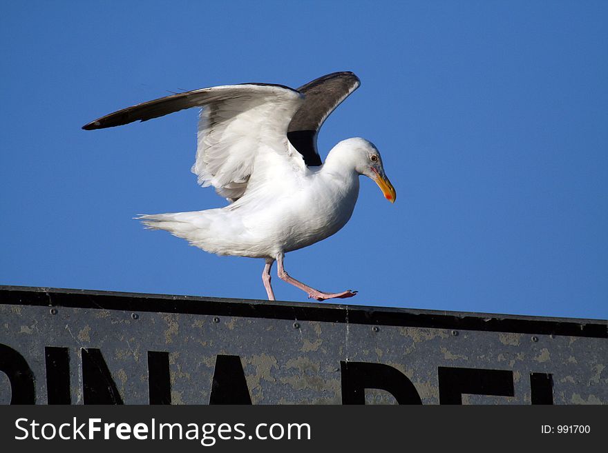 Seagull at takeoff from a marina del rey sign. Seagull at takeoff from a marina del rey sign