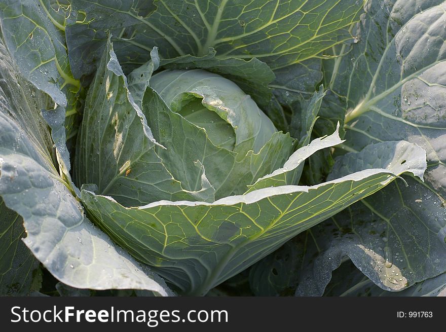 Dew On The Cabbage