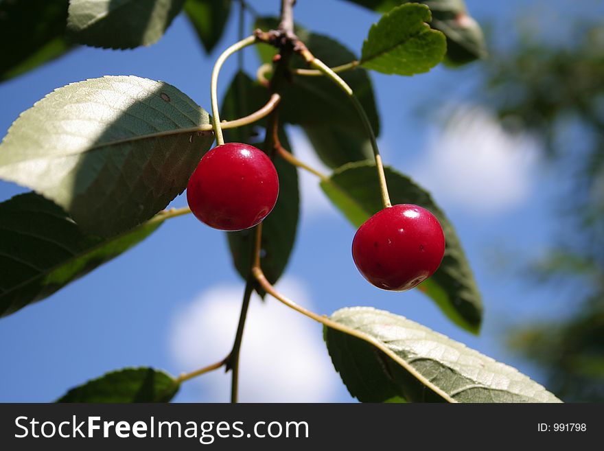 Cherry on tree