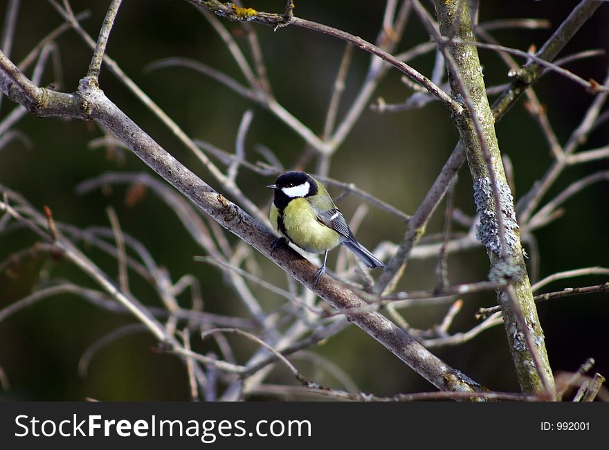 Tit Bird Sitting On A Branch