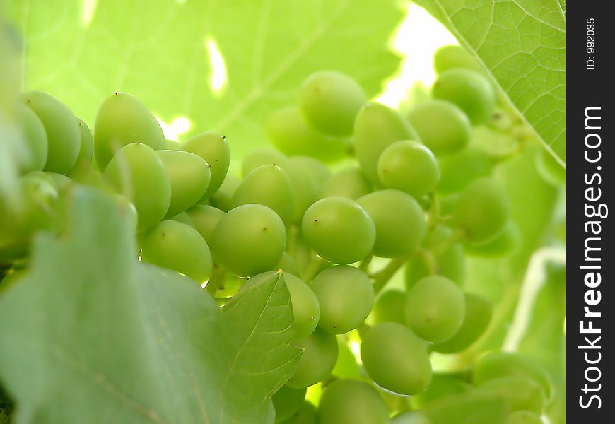 Green grapes. Green grapes