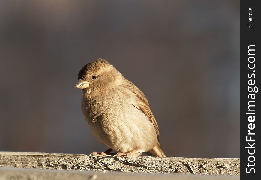 Young Sparrow At Sunset