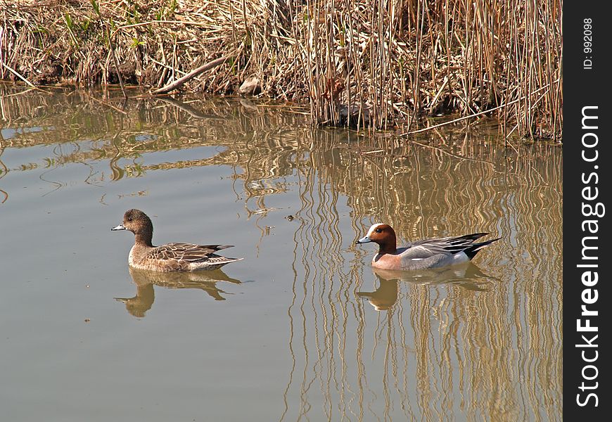 A couple of ducks in a water