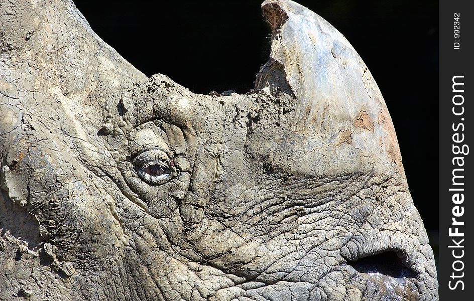 Closeup of a  rhinoceros covered in mud