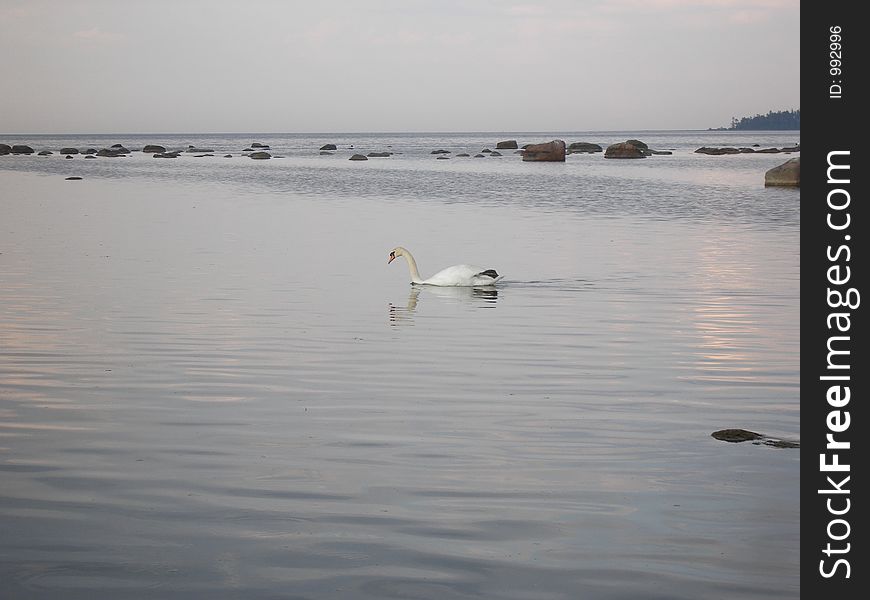 Swan moving quietly. Swan moving quietly