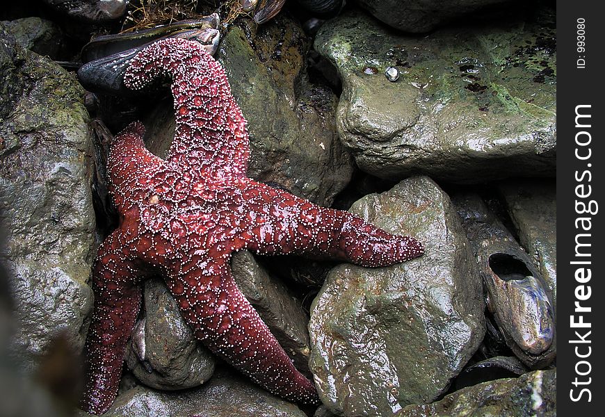 giant red sea star on the ocean shore