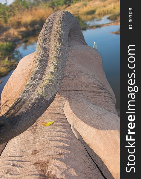 African Bush Elephant (Loxodonta Africana)