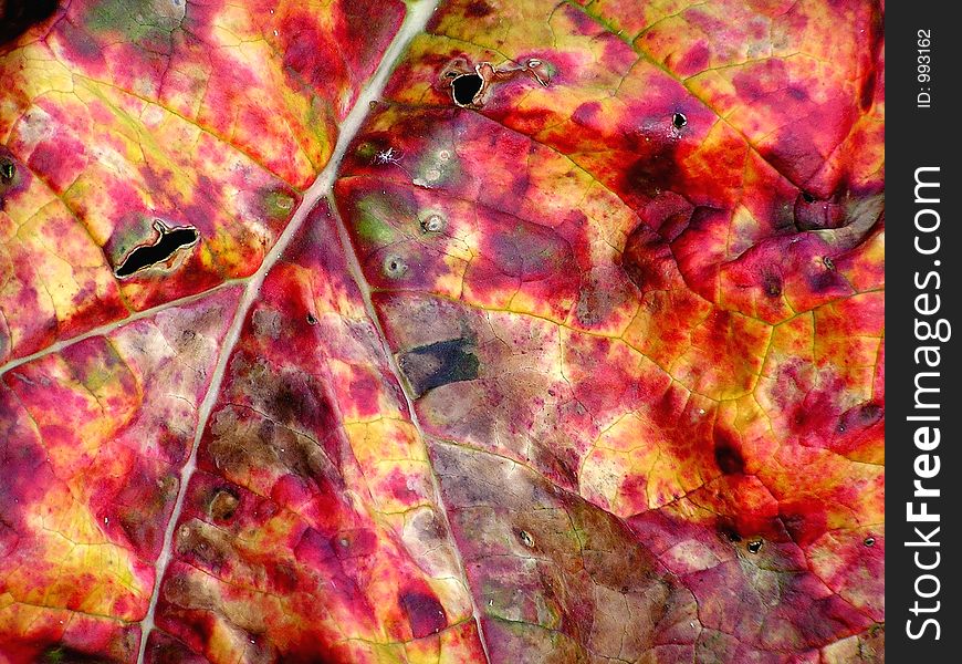 Close-up of a mottled rhubarb leaf