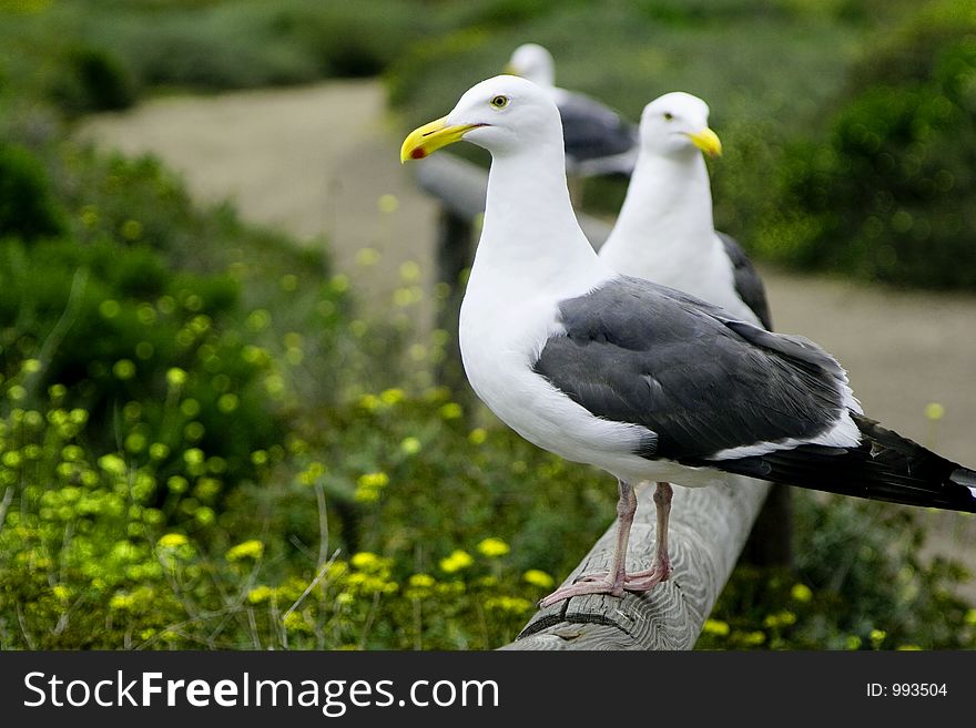 Seagulls sitting on a post