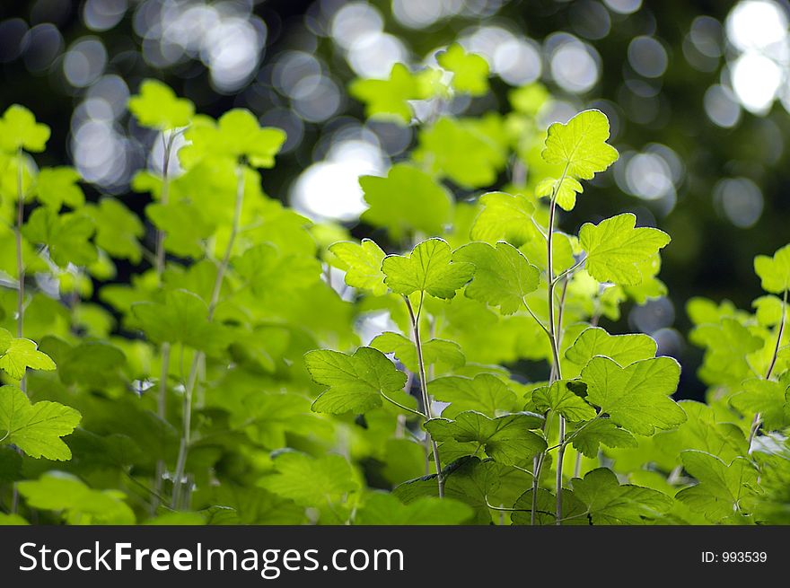 Illuminated leaves with a darker trees behind, very selective focus using large apeture lens. Illuminated leaves with a darker trees behind, very selective focus using large apeture lens