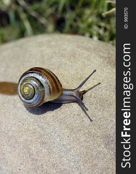 Snail On Rock