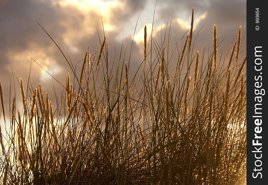 Grass on the beach in late evening. Grass on the beach in late evening