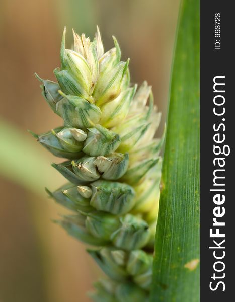 Wheat close up