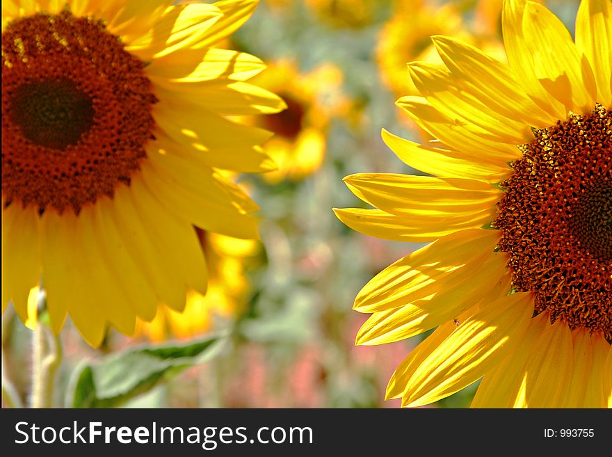 Pair of sunflowers in a field