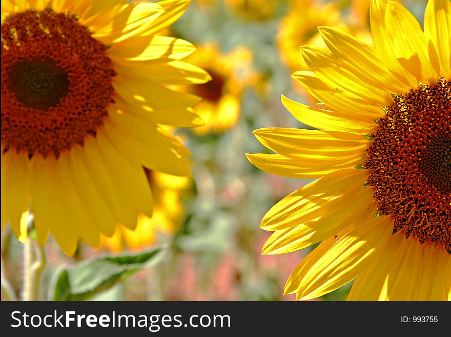 Sunflowers