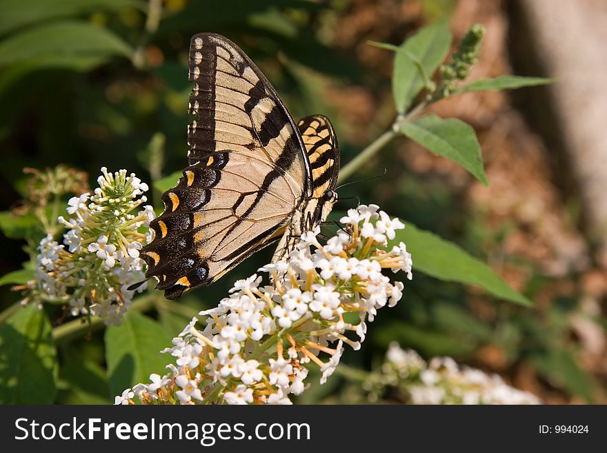 Beautiful Swallowtail Butterfly