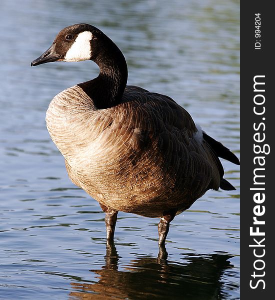 Canadian Goose Profile Sentry