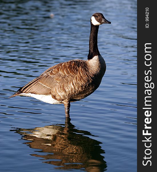 Canadian Goose Profile Sentry wading