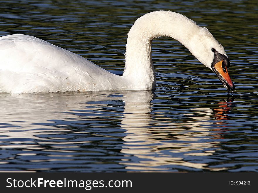 Swan Profile Swimming
