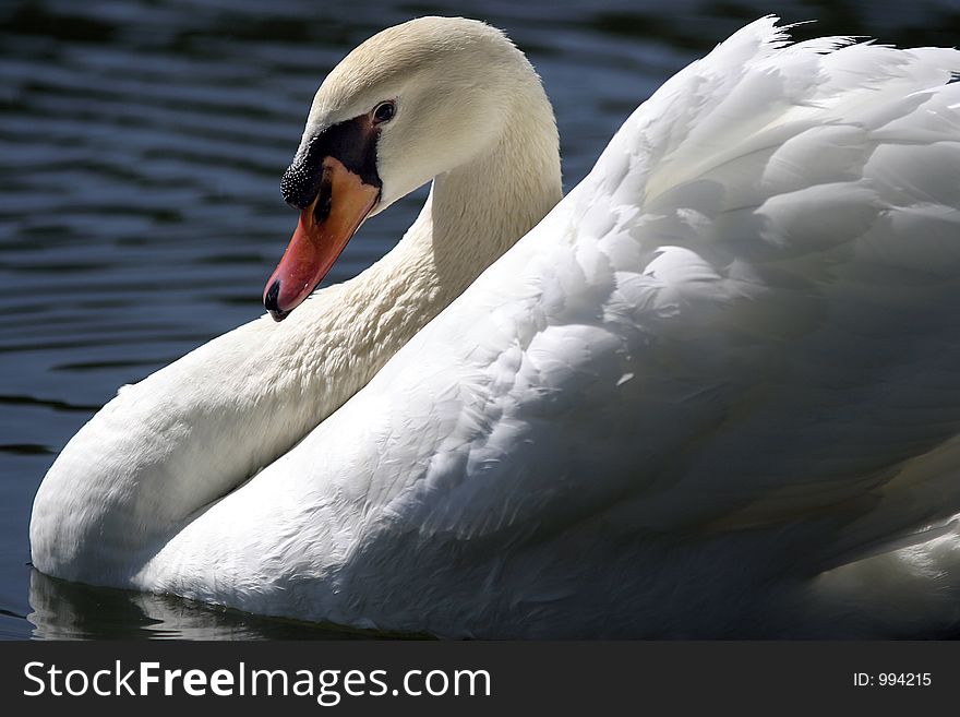 Swan Profile Swimming autumn