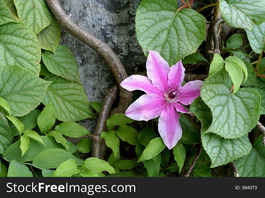 Pink-and-white clematis in bloom with leaves on rock.