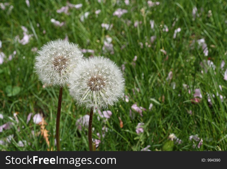 Two dandelions in the grass.